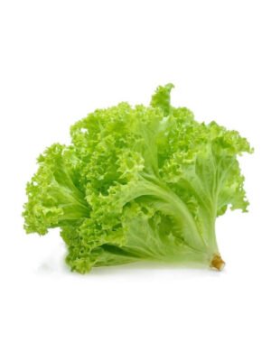 Lollo Bionda lettuce