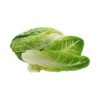 lettuce romaine