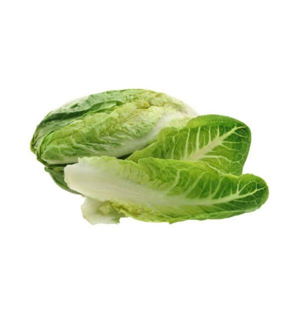 lettuce romaine